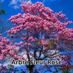 arbre à fleur rose